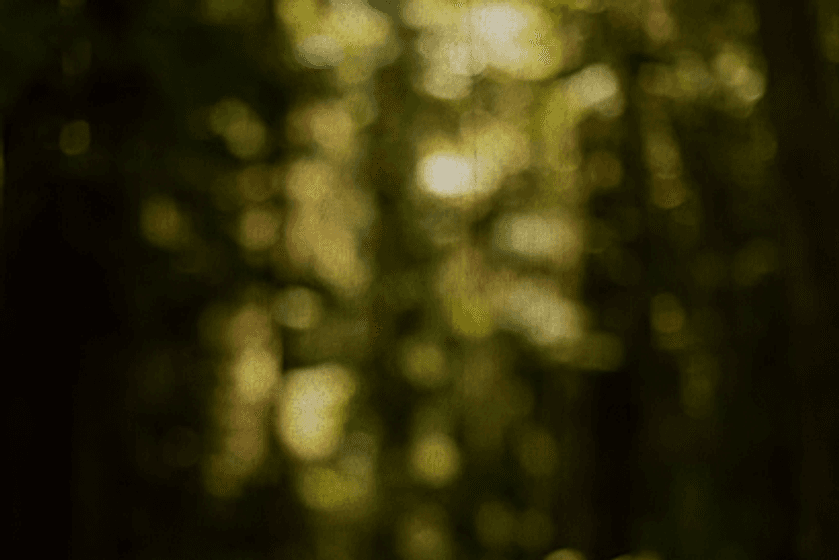 Introducing the Grove Token
